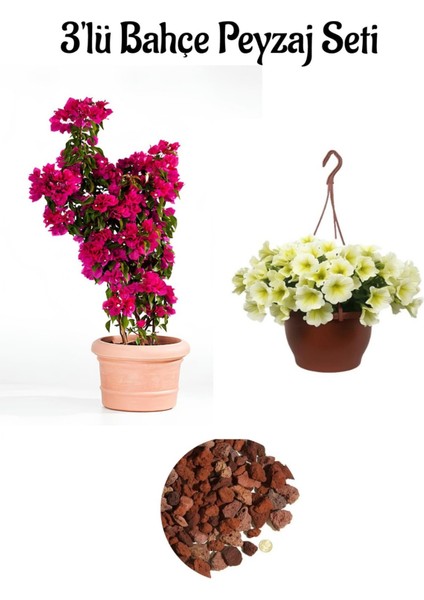 Pembe Gelin BEGONVIL(30-60CM)+SARI Petunya ÇIÇEĞI(20-30CM)+2LT Curf Dekoratif Taş 3'lü Set