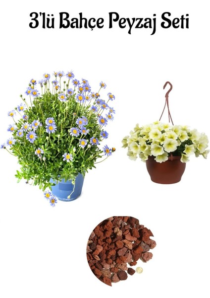 Mavi Çalı PAPAPTYASI(15-30CM)+SARI Petunya ÇIÇEĞI(20-30CM)+2LT Curf Dekoratif Taş