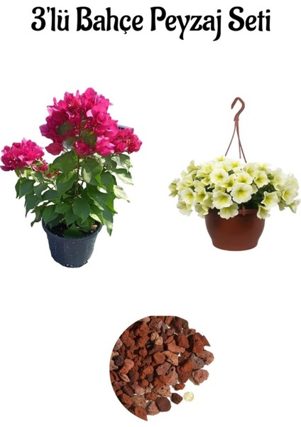 Pembe Bodur BEGONVIL(20-40CM)+SARI PETUNYA(20-30CM)+2LT Curf Dekoratif Taş 3'lü Peyzaj Seti