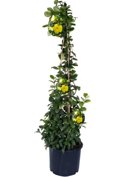 Beyaz Kartopu Çiçeği (Viburnum)+Sarı Yasemin Çiçeği Fidanı 2'li Bahçe Seti