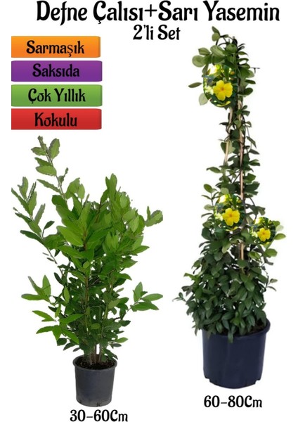 Kokulu Defne Çalısı Fidanı+Sarı Yasemin Çiçeği Fidanı 2'li Bahçe Peyzaj Seti