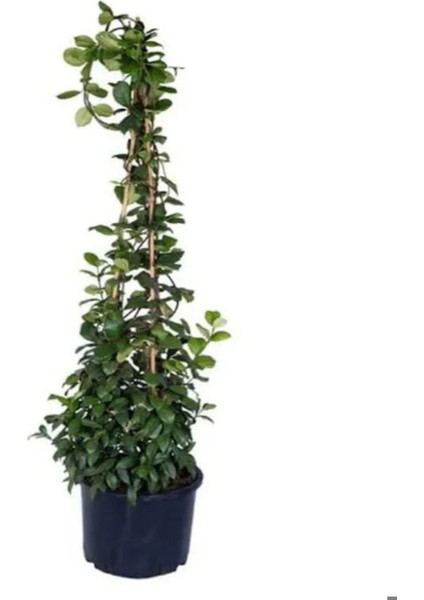 Mis Kokulu Ada Yasemini Fidanı +Arap Yasemini Fidanı 2'li Bahçe Peyzaj Seti fiyatları