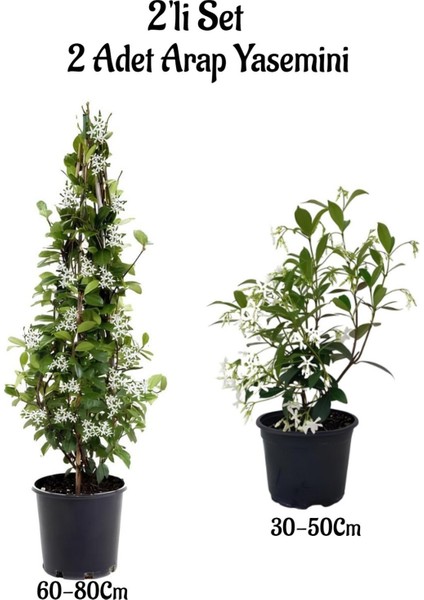 Yoğun Kokulu 2 Adet Arap Yasemini Fidanı 2'li Bahçe Peyzaj Seti