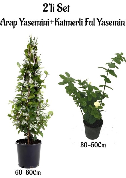 Kokulu Bahçe Seti 1 Adet Arap Yasemini+1 Adet Katmerli Ful Yasemin Çiçeği Fidanı