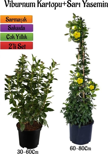 Viburnum Kartopu Çiçeği Fidanı +Sarı Yasemin Çiçeği Fidanı 2'li Bahçe Seti