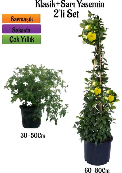 Kokulu Klasik Izmir Yasemin Fidanı+Sarı Renk Yasemin Çiçeği Fidanı 2'li Bahçe Seti