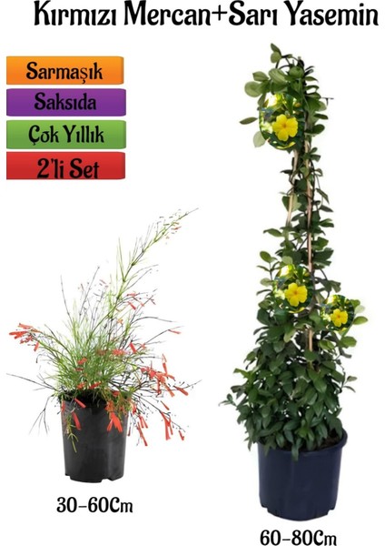 Kırmızı Renk Mercan Çiçeği Fidanı+Sarı Yasemin Fidanı 2'li Bahçe Peyzaj Seti