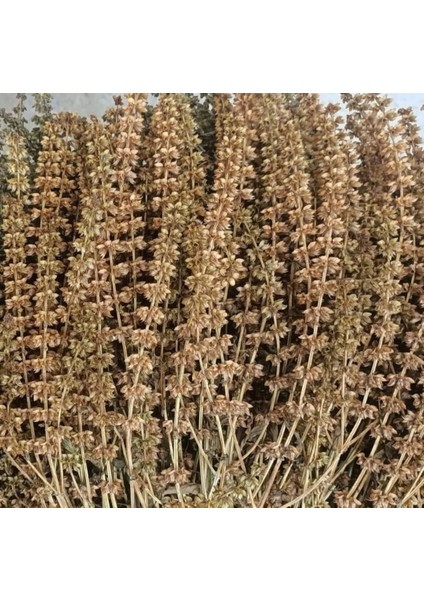 Fesleğen 250 GR modelleri