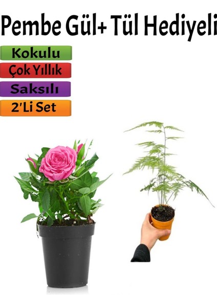 Bahçe Seti Pembe Gül Fidanı (15-20 Cm) Tül Hediyeli Saksılı Dış Mekan Bitkisi