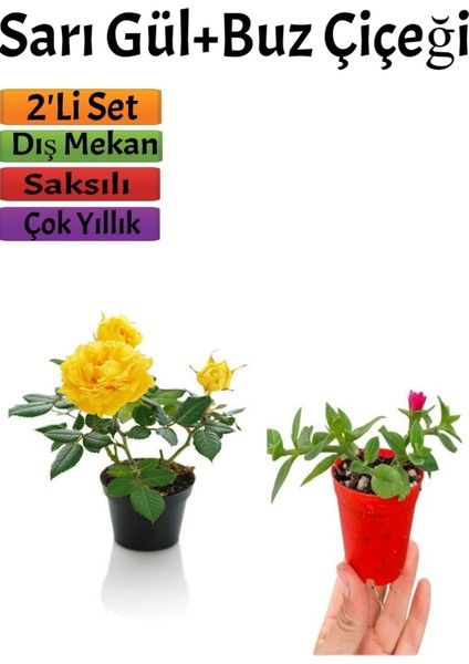 Sarı Gül Fidanı+ Buz Çiçeği Fidanı Seti(15-25 Cm) Saksılı Dış Mekan Bitkileri