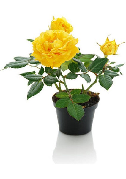 Sarı Gül Fidanı+ Buz Çiçeği Fidanı Seti(15-25 Cm) Saksılı Dış Mekan Bitkileri fiyatları