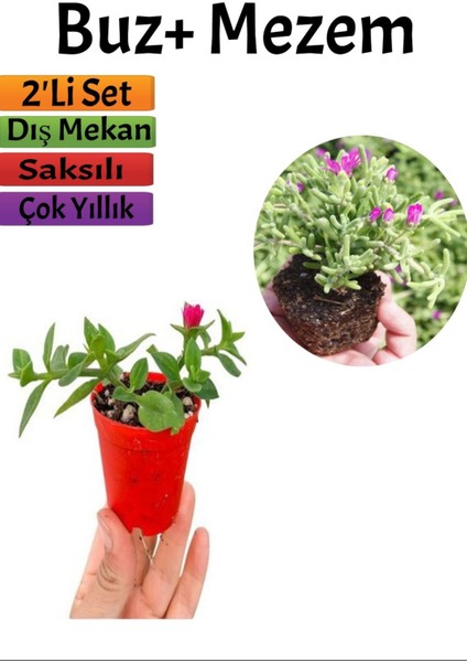 Yer Örtücü Buz+ Mezem Seti (5-10 Cm) Saksılı Dış Mekan Bitkileri