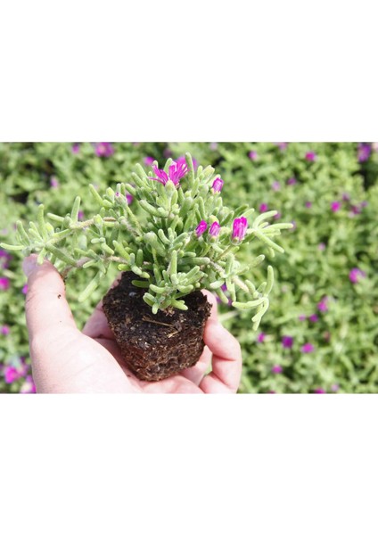 Yer Örtücü Buz+ Mezem Seti (5-10 Cm) Saksılı Dış Mekan Bitkileri modelleri