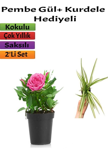 Pembe Gül (10-15 Cm)+(5-10 Cm) Kurdela Çiçeği Hediyeli Saksılı Dış Mekan Bitkisi