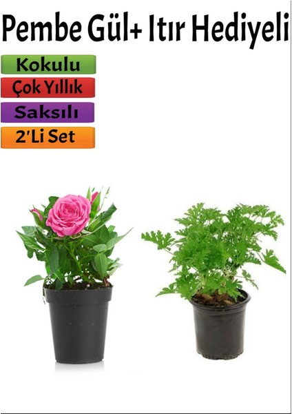 Bahçe Seti Pembe Gül+ Itır Çiçeği Hediyeli (10-25 Cm) Saksılı Dış Mekan Bitkileri