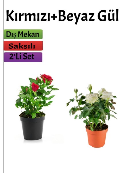 2'li Bahçe Seti Kırmızı+ Beyaz Gül Fidanı Saksılı Dış Mekan Bitkileri