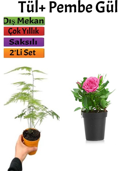 2'li Bahçe Seti Tül( Kuş Konmaz)+ Pembe Gül Fidanı (15-25 Cm) Dış Mekan Bitkisi
