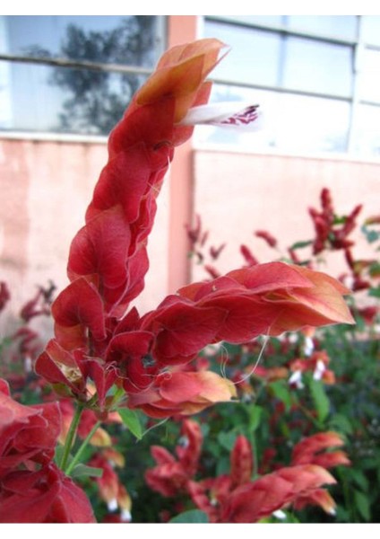 Kırmızı Renkli Karides Çiçeği Fidanı 1 Adet Saksılı (20-50 Cm) Dış Mekan Bitkisi