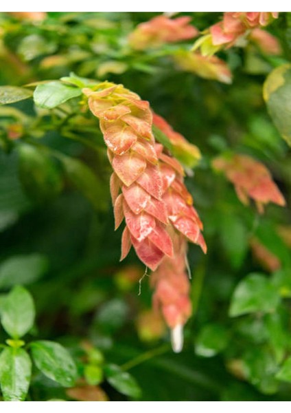 Kırmızı Renkli Karides Çiçeği Fidanı 1 Adet Saksılı (20-50 Cm) Dış Mekan Bitkisi modelleri