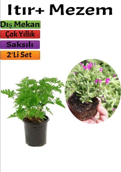 Bahçe Seti Itır+ Mezem (5-15 cm Saksılı Dış Mekan Bitkileri