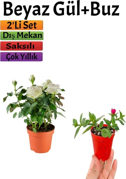 Pembe Gül Fidanı (10-20 Cm)+ Yer Örtücü Buz Çiçeği Dış Mekan Bitkileri