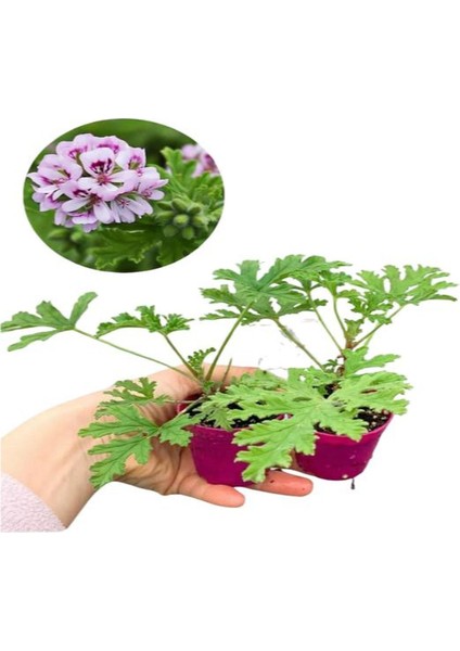 Bahçe Seti Itır+ Mezem (5-15 cm Saksılı Dış Mekan Bitkileri