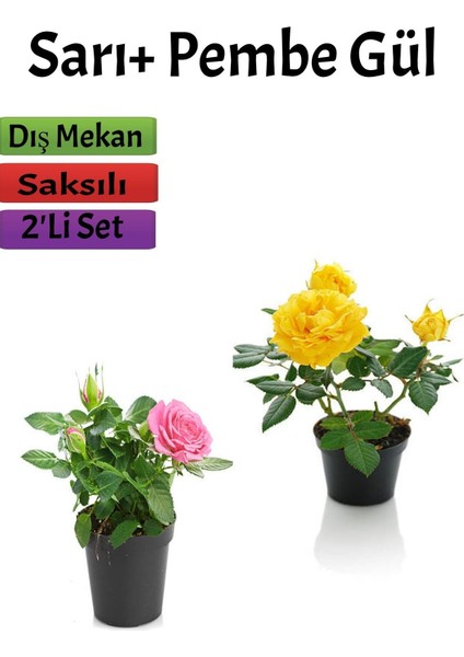 2'li Bahçe Seti Pembe+ Sarı Gül Fidanı (15-25 Cm) Saksılı Dış Mekan Bitkileri