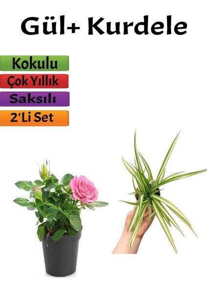 Pembe Gül Fidanı+ Kurdele Çiçeği (10-20 Cm) Saksılı Dış Mekan Bitkileri