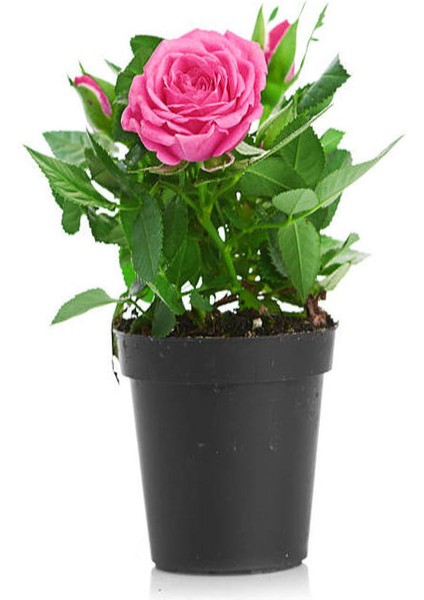 Pembe Gül Fidanı+ Kurdele Çiçeği (10-20 Cm) Saksılı Dış Mekan Bitkileri