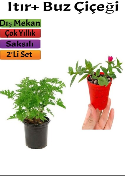 Yoğun Kokulu Itır ( Gül Damlası)+ Buz Çiçeği (5-15 Cm) Saksılı Dış Mekan Bitkileri