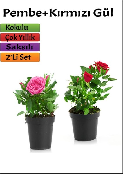 2'li Set Pembe+ Kırmızı Gül Fidanı Saksılı Dış Mekan Bitkileri