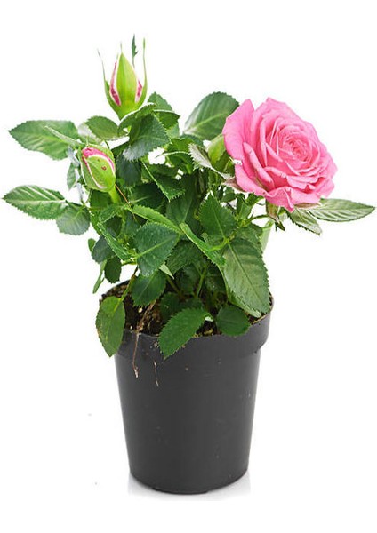 2'li Set Pembe+ Kırmızı Gül Fidanı Saksılı Dış Mekan Bitkileri