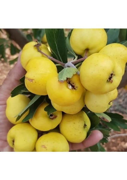 Hatay Belen Alıç Fidanı 2 Yaş