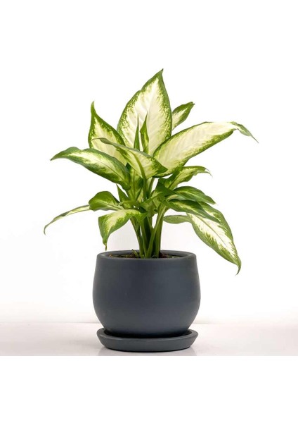 Difenbahya Bitkisi (Dieffenbachia Camilla) - Curvy Antrasit Saksılı 30-40 cm