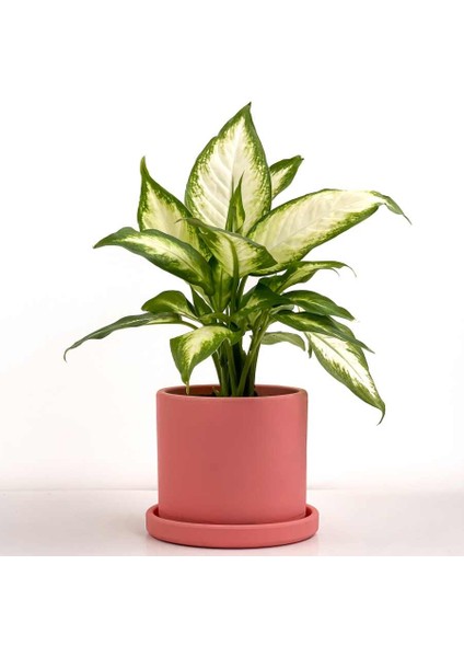 Difenbahya Bitkisi (Dieffenbachia Camilla) - Ruby Pembe Saksılı 30-40 cm