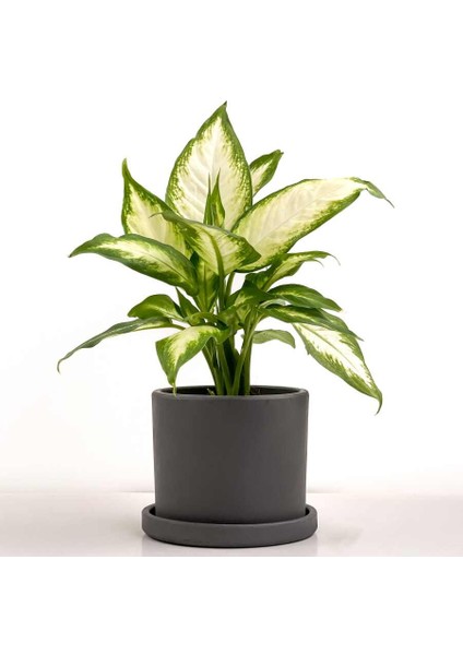 Difenbahya Bitkisi (Dieffenbachia Camilla) - Ruby Antrasit Saksılı 30-40 cm