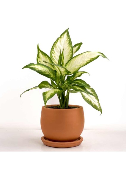 Difenbahya Bitkisi (Dieffenbachia Camilla) - Curvy Terra Cotta Saksılı 30-40 cm