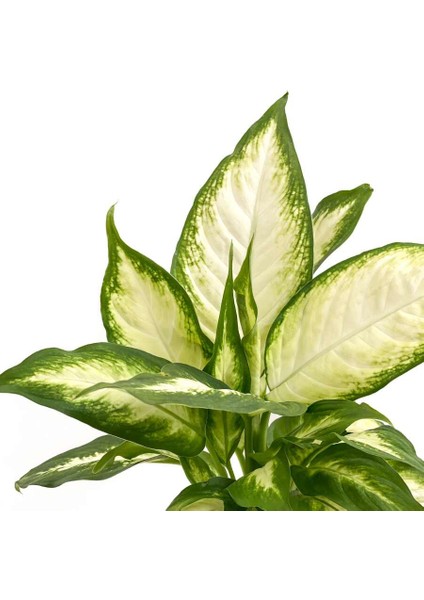 Difenbahya Bitkisi (Dieffenbachia Camilla) - Curvy Terra Cotta Saksılı 30-40 cm fiyatları