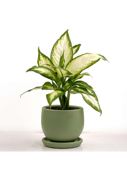 Difenbahya Bitkisi (Dieffenbachia Camilla) - Curvy Yeşil Saksılı 30-40 cm