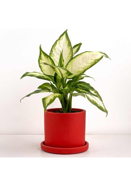 Difenbahya Bitkisi (Dieffenbachia Camilla) - Ruby Kırmızı Saksılı 30-40 cm