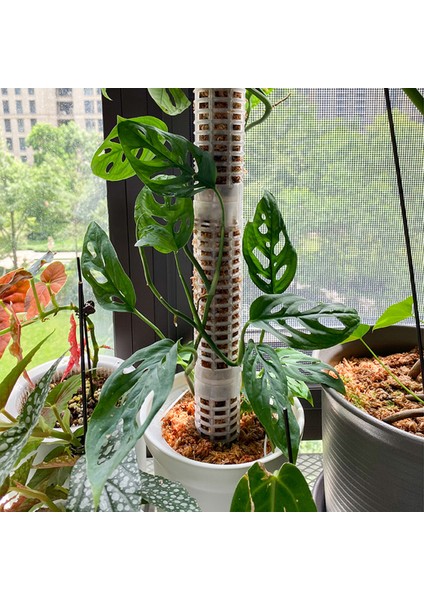 Ana Sayfaınn Saksı Bitkileri Çerçeve Katı Yapı Iç Mekan Bitkileri Tırmanan Yosun Direği Yosun Çubukları (Yurt Dışından) modelleri