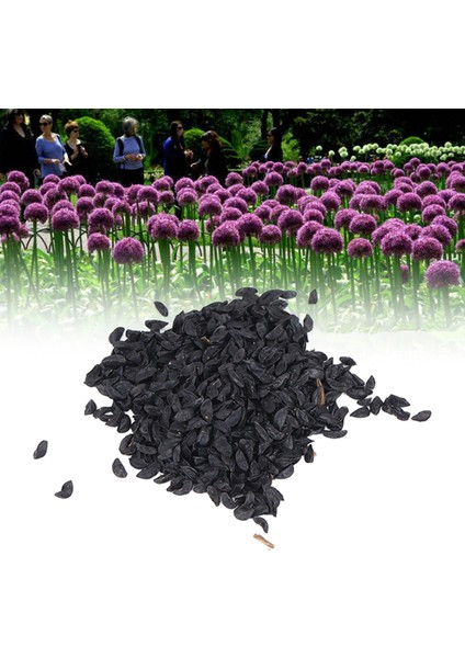 Allium Giganteum Tohumları, 20 Gün Çiçeklenme Dönemi Allium Tohumları Yeşillendirme Projeleri Için Ev Mobilyaları Için Çok Sezonlu Çiçeklenme (Yurt Dışından)