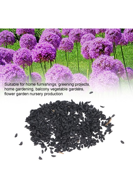 Allium Giganteum Tohumları, 20 Gün Çiçeklenme Dönemi Allium Tohumları Yeşillendirme Projeleri Için Ev Mobilyaları Için Çok Sezonlu Çiçeklenme (Yurt Dışından)