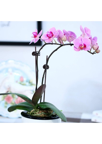 Küçük Tırmanma Bitki Kafesi-4 x Bitki Destek Kafesi 10 x Bitki Klipsi (Ayarlanabilir)-Yeşil (Yurt Dışından) modelleri