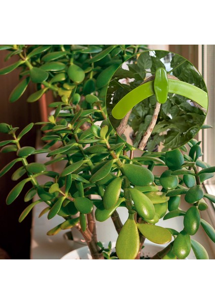 Küçük Bonsai Aleti-5 x Ayarlanabilir Bitki Dalları-Yeşil (Yurt Dışından) fırsatları