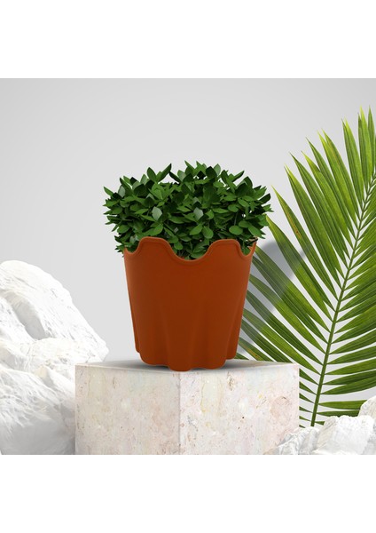 Çiçek Ekici Geniş Uygulama Modern Ofis Etli Saksı (Yurt Dışından) fiyatları