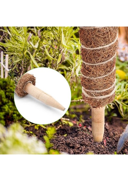 3pcs Yosun Direği Bitkiler Için Uygundur Kakao Direği Kapalı Saksı Bitkilerine ve Sürünen Bitkilere Tırmanmak Için Kullanılır (Yurt Dışından) fırsatları