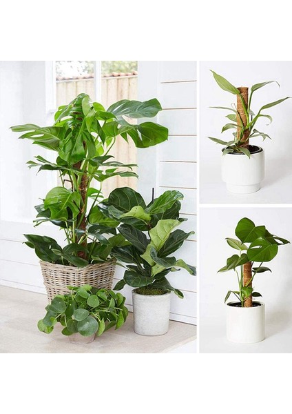 3pcs Yosun Direği Bitkiler Için Uygundur Kakao Direği Kapalı Saksı Bitkilerine ve Sürünen Bitkilere Tırmanmak Için Kullanılır (Yurt Dışından) indirimleri