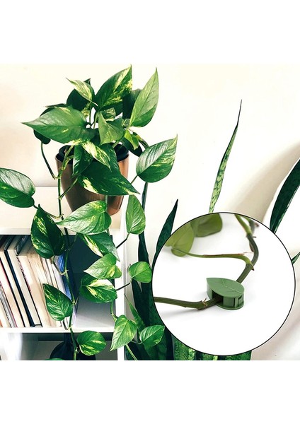 Ev Dekorasyonu Kablo Düzenleyici Için Bitki Tırmanma Duvarı Kelepçesi Kendinden (Yurt Dışından) fiyatları