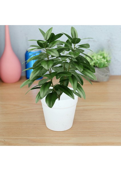 Dikim Kutusu Anti-Deforme Sebze Dikim Kutusu (Yurt Dışından) indirimleri